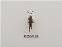 藏品(直翅目(3))的圖片